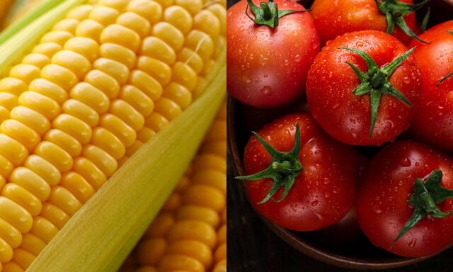 MAIS OG TOMATSKALL: Kan ofte gå ufordøyd gjennom tarmsystemet. Tomatskall kan mistolkes som blod. Foto: NTB Scanpix/Shutterstock MAIS OG TOMATSKALL: Kan ofte gå ufordøyd gjennom tarmsystemet. Tomatskall kan mistolkes som blod. Foto: NTB Scanpix/Shutterstock